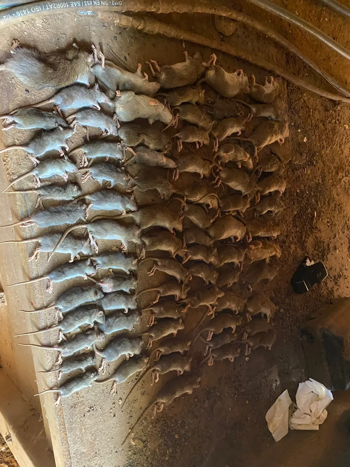 Rodents recovered from one site laid out in rows to be counted after the work was finished
