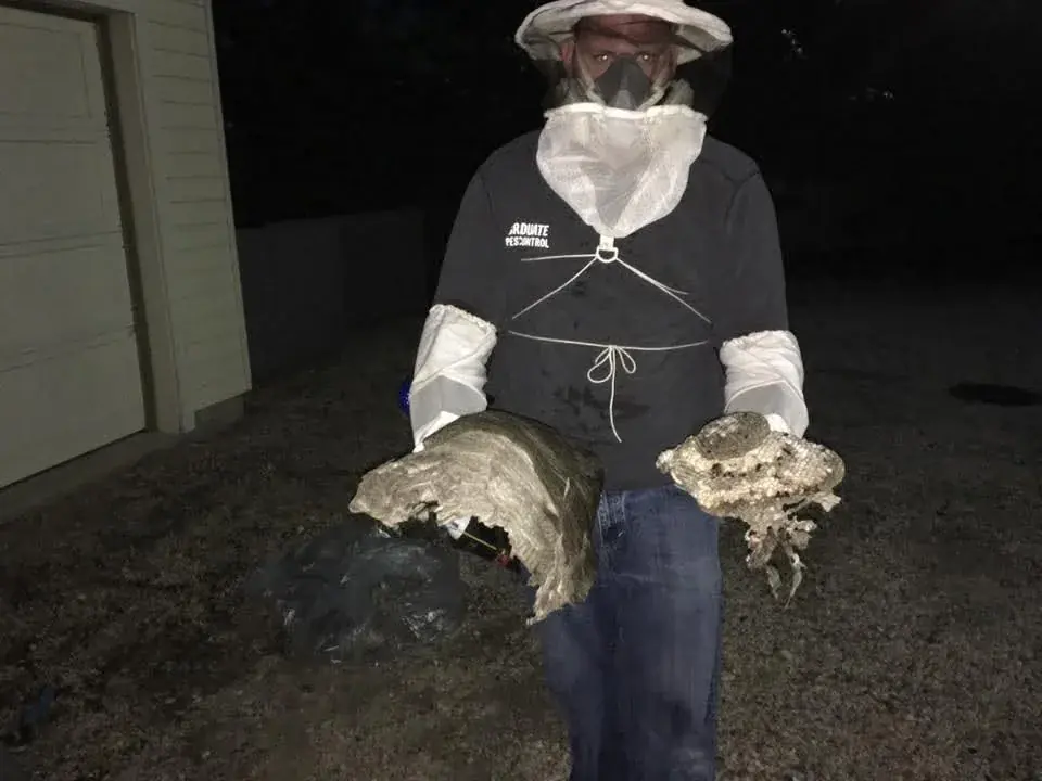 Pest technician in a protective veil and gloves holding two large removed hornet nests at night