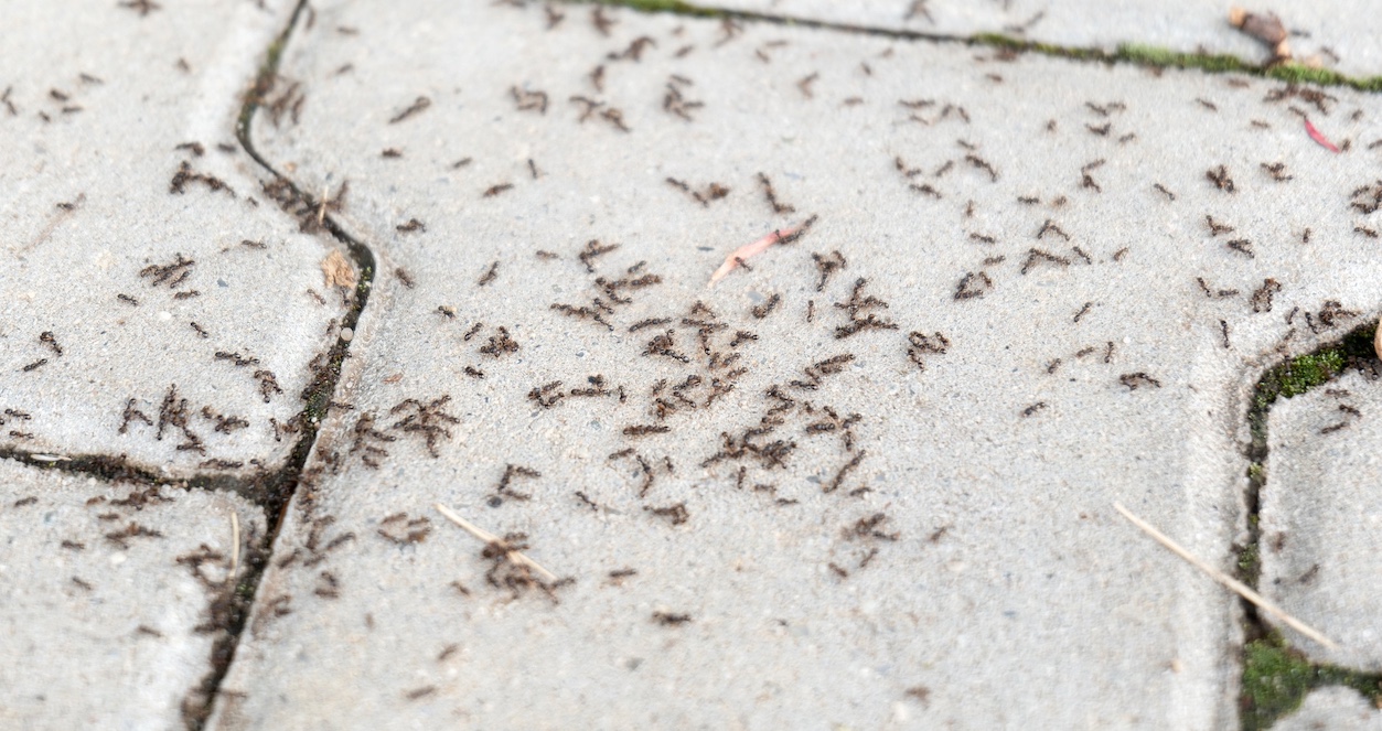 Lots of ants on the ground, hundreds of ants on the concrete sidewalk, ant infestation problem simple abstract concept. Nobody, nature macro, detail, extreme closeup. Urban insects, city anthills