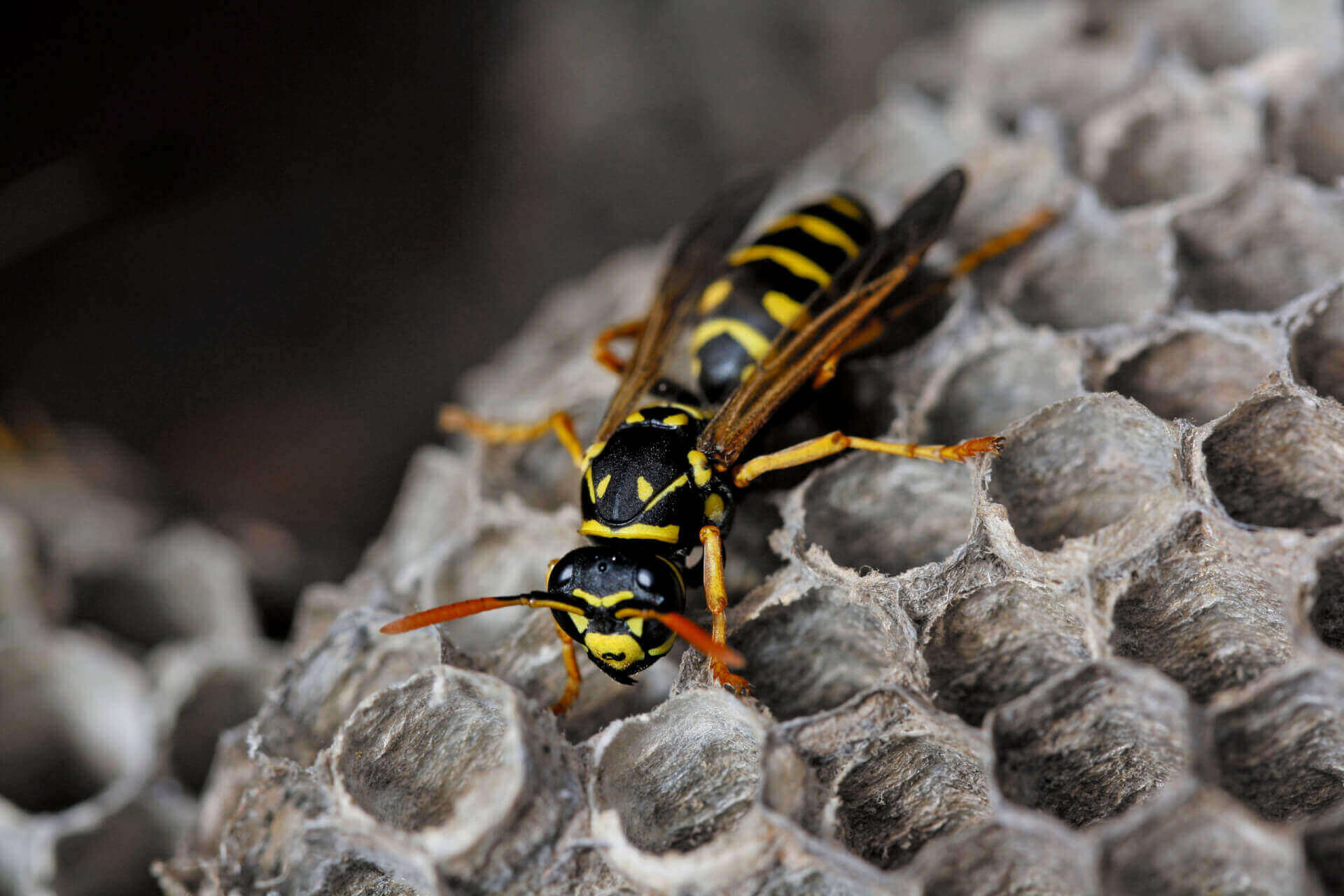 Paper-Wasp-1-scaled-1